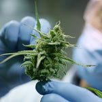 💎 Why THCA Is the Future of Cannabis