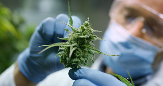 💎 Why THCA Is the Future of Cannabis